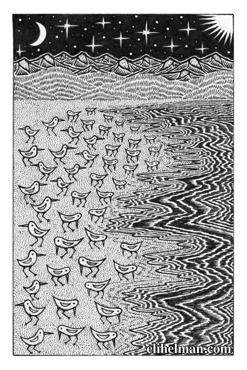 Plovers (original)