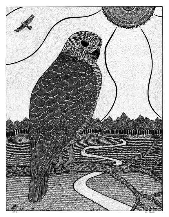 Hawk
