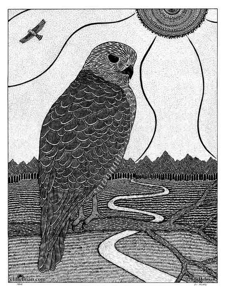 Hawk